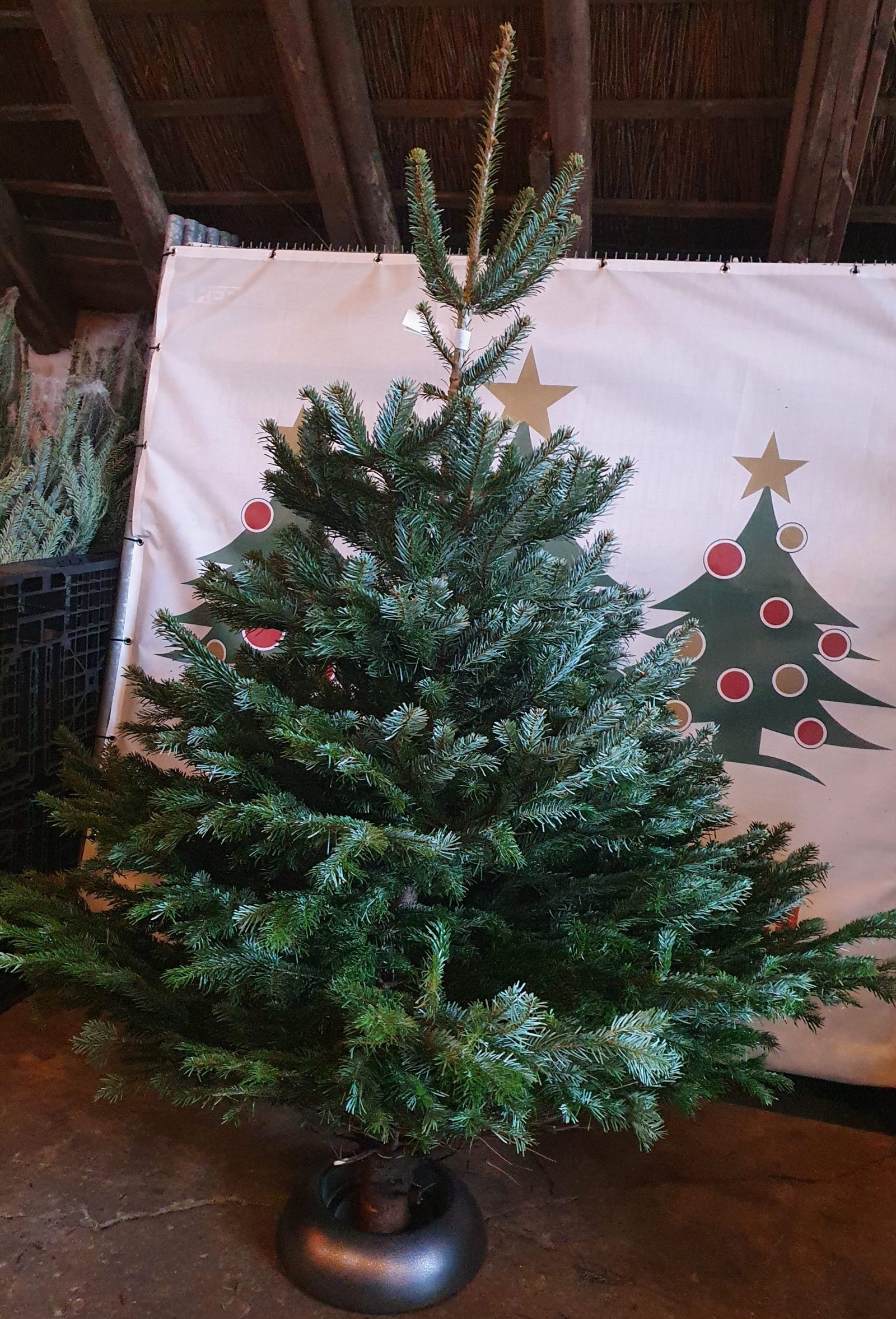 schrijven Knorretje Blijkbaar Nordmann kerstboom kopen Groningen | De mooiste kerstbomen!
